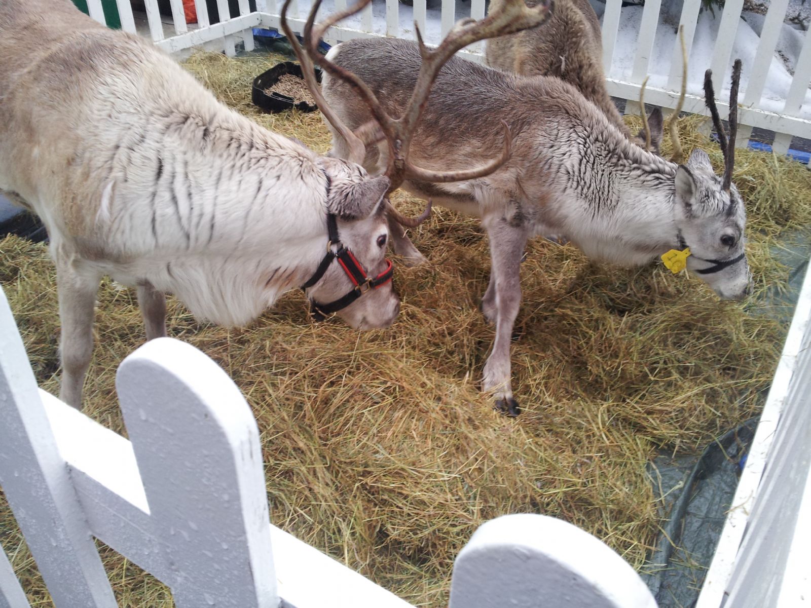 Reindeer's in Westfield